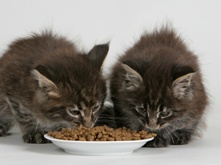 proper feeding cats_2.png