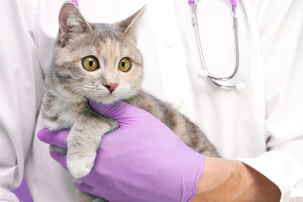 Кот на руках ветеринара