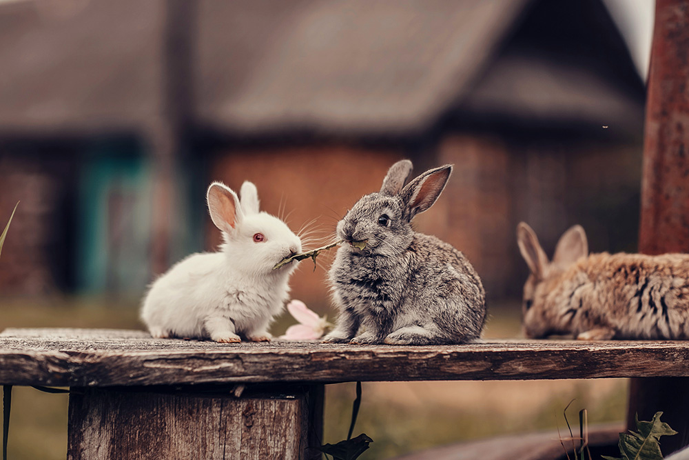 Три кролика на скамейке