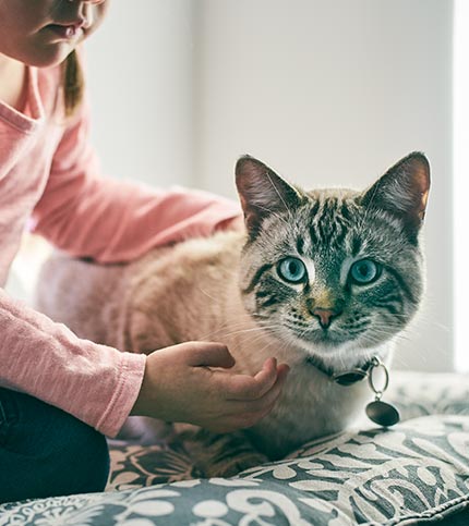 science plan sterilised cat сухой корм для кошек и котят с курицей 1 5кг. Смотреть фото science plan sterilised cat сухой корм для кошек и котят с курицей 1 5кг. Смотреть картинку science plan sterilised cat сухой корм для кошек и котят с курицей 1 5кг. Картинка про science plan sterilised cat сухой корм для кошек и котят с курицей 1 5кг. Фото science plan sterilised cat сухой корм для кошек и котят с курицей 1 5кг