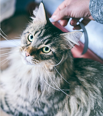 science plan sterilised cat сухой корм для кошек и котят с курицей 1 5кг. Смотреть фото science plan sterilised cat сухой корм для кошек и котят с курицей 1 5кг. Смотреть картинку science plan sterilised cat сухой корм для кошек и котят с курицей 1 5кг. Картинка про science plan sterilised cat сухой корм для кошек и котят с курицей 1 5кг. Фото science plan sterilised cat сухой корм для кошек и котят с курицей 1 5кг