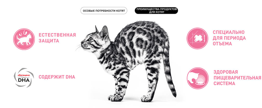 преимущества корма Royal Canin для котят преимущества корма Royal Canin для котят