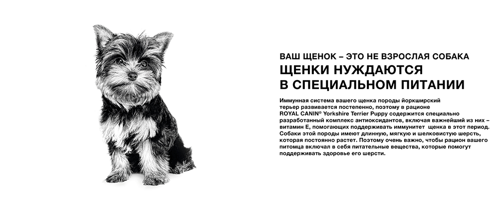 Щенки йоркширского терьера нуждаются в специальном питании Щенки йоркширского терьера нуждаются в специальном питании