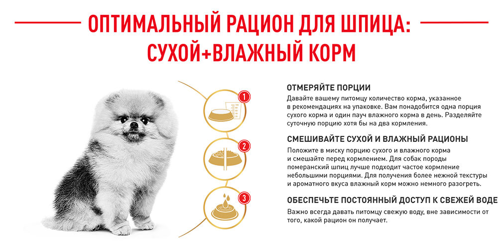 оптимальный рацион для шпица оптимальный рацион для шпица