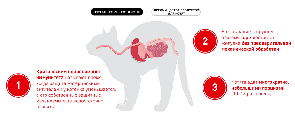 особые потребности щенков особые потребности щенков