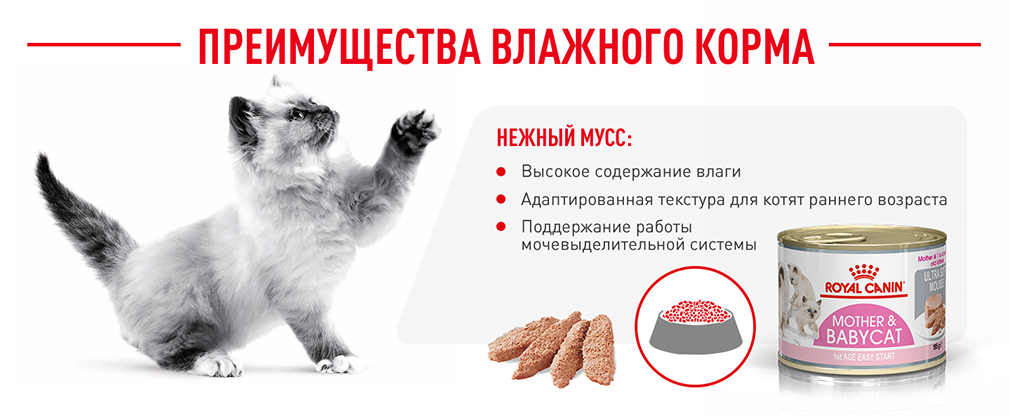 Преимущества влажного корма Преимущества влажного корма