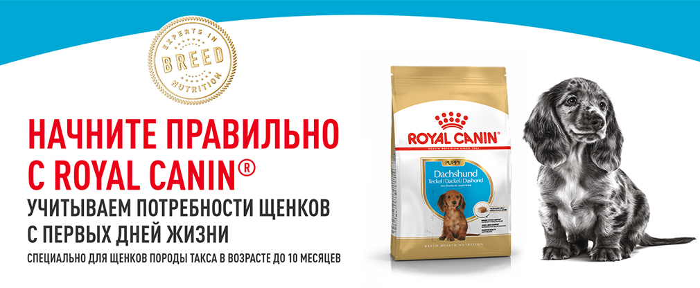 Royal Canin для щенков породы такса