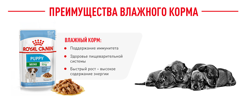 Преимущества влажного корма Преимущества влажного корма