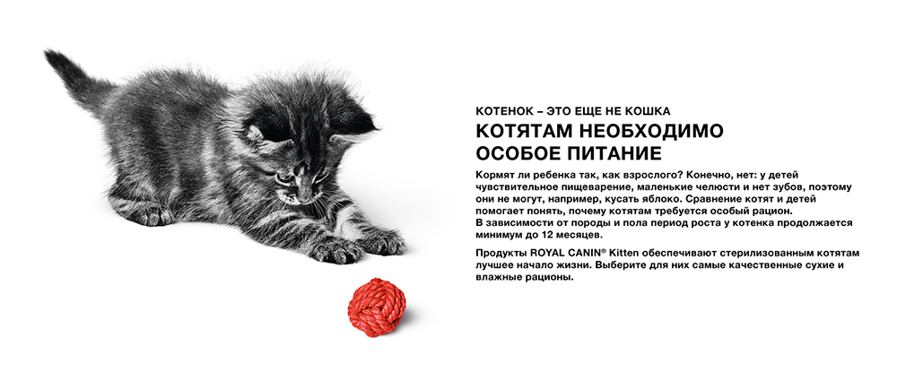 специальное питание Royal Canin для котят специальное питание Royal Canin для котят