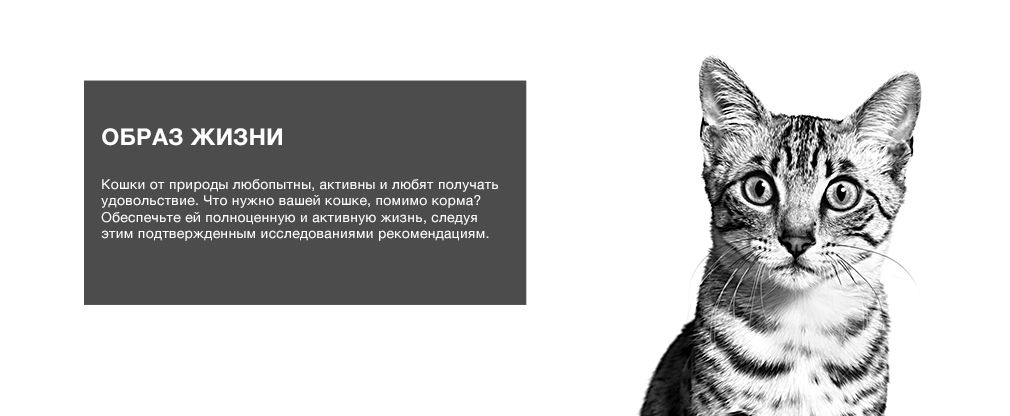 образ жизни домашних кошек образ жизни домашних кошек