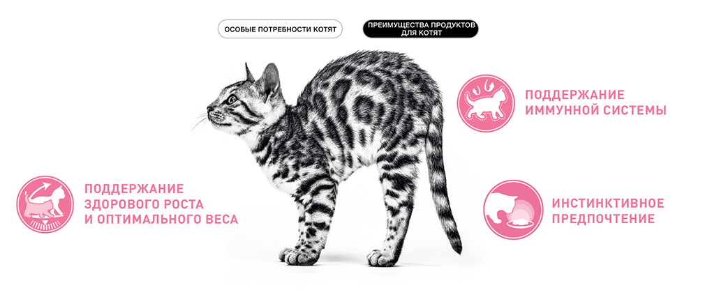 преимущества корма Royal Canin для котят преимущества корма Royal Canin для котят