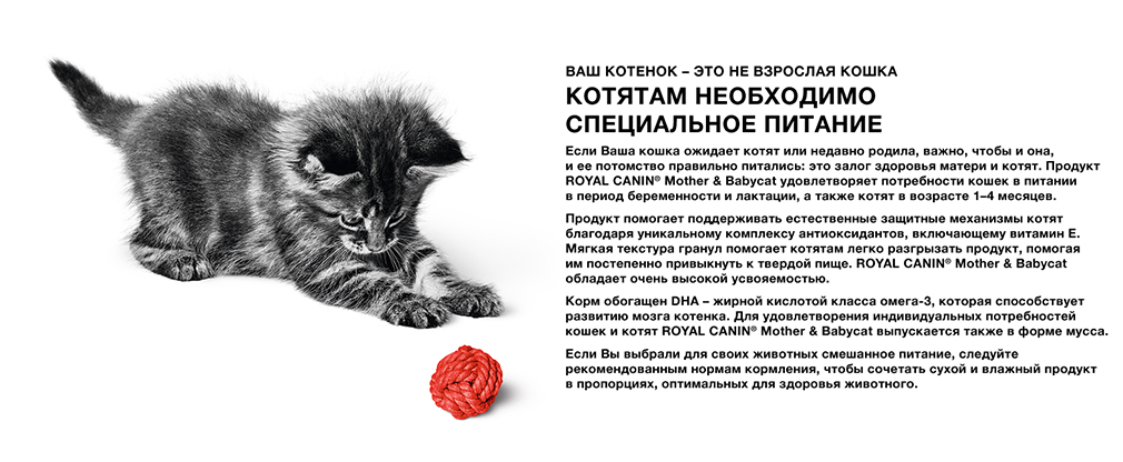 специальное питание Royal Canin для котят специальное питание Royal Canin для котят