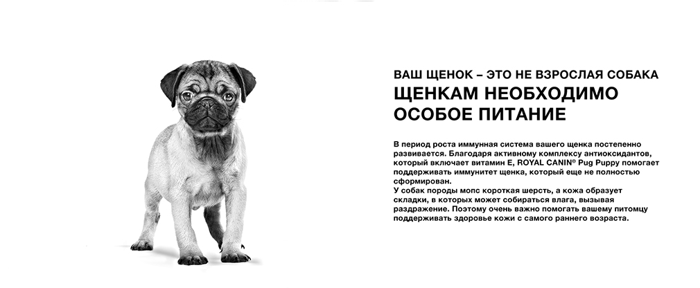 Щенки мопса нуждаются в специальном питании Щенки мопса нуждаются в специальном питании