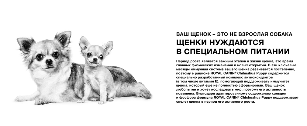 Щенки чихуахуа нуждаются в специальном питании Щенки чихуахуа нуждаются в специальном питании