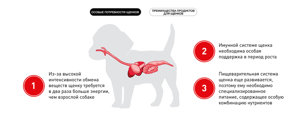 особые потребности щенков особые потребности щенков