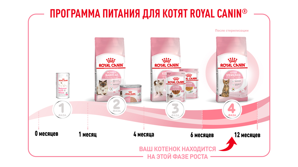 Программа питания для котят Royal Canin Программа питания для котят Royal Canin