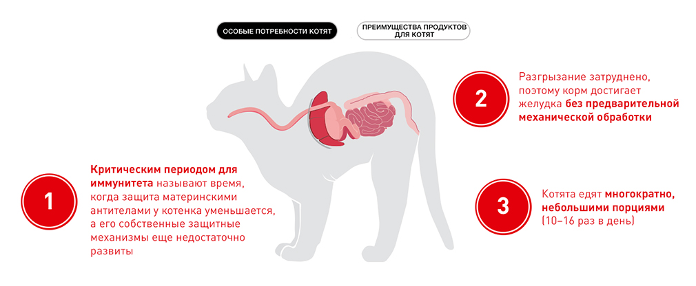 особые потребности котят особые потребности котят