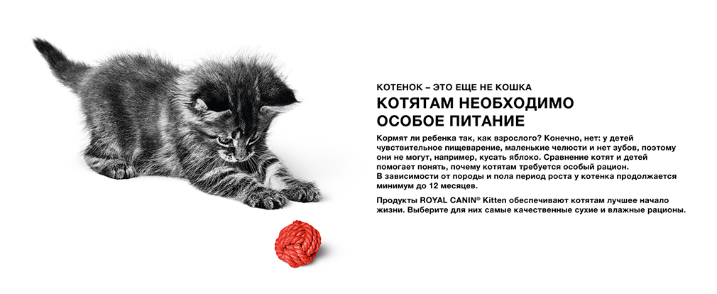 специальное питание для котят специальное питание для котят