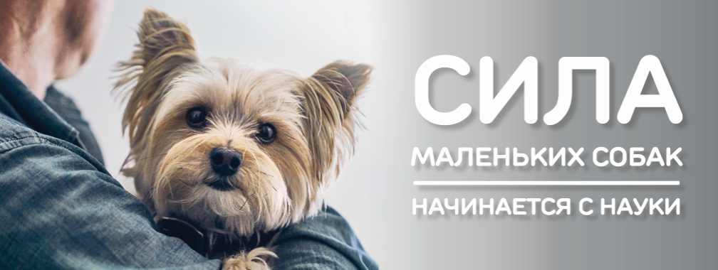 science plan small miniature сухой корм для собак мелких и миниатюрных пород с курицей. Смотреть фото science plan small miniature сухой корм для собак мелких и миниатюрных пород с курицей. Смотреть картинку science plan small miniature сухой корм для собак мелких и миниатюрных пород с курицей. Картинка про science plan small miniature сухой корм для собак мелких и миниатюрных пород с курицей. Фото science plan small miniature сухой корм для собак мелких и миниатюрных пород с курицей