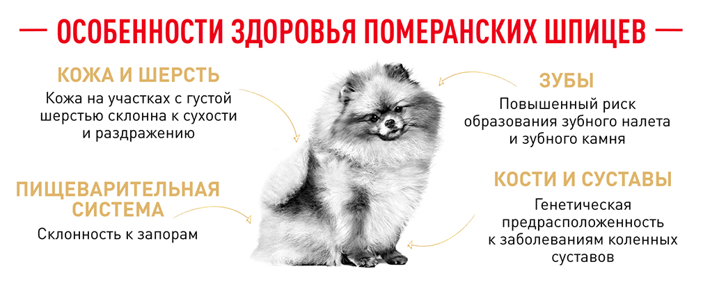 особенности здоровья померанских щпицев особенности здоровья померанских щпицев