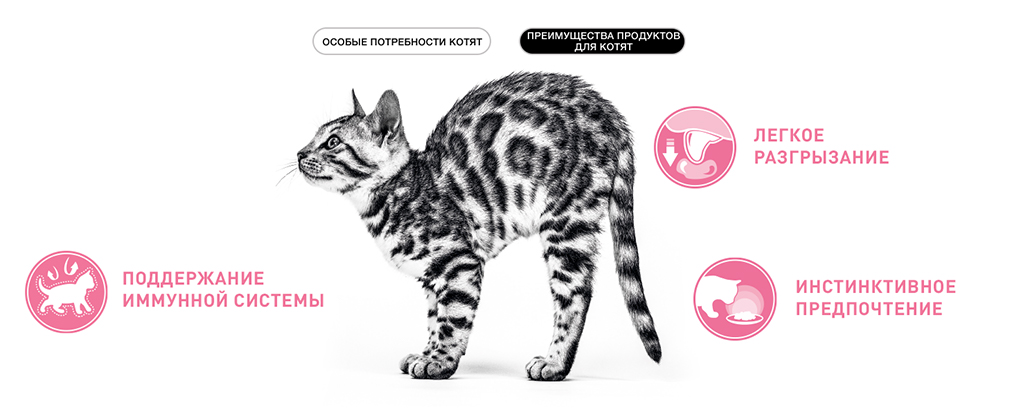 преимущества корма Royal Canin для котят преимущества корма Royal Canin для котят