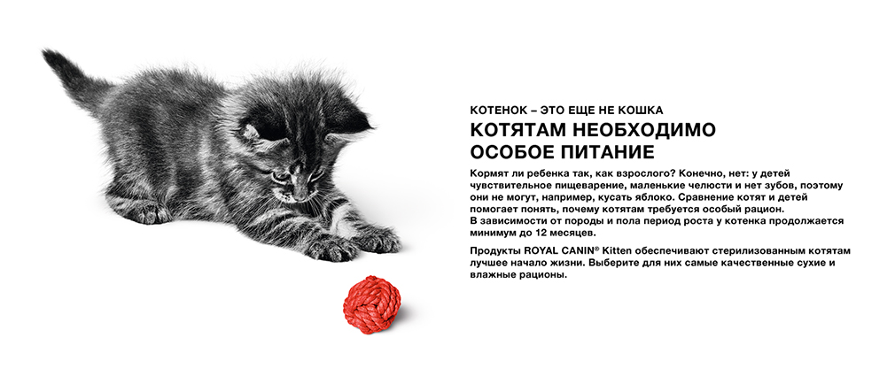 особое питание для котят особое питание для котят