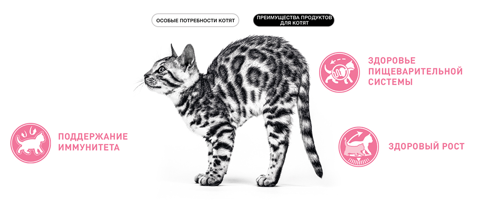 преимущества корма Royal Canin для котят преимущества корма Royal Canin для котят