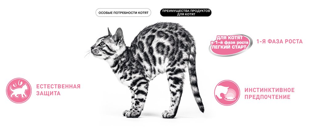 преимущества корма Royal Canin для котят преимущества корма Royal Canin для котят