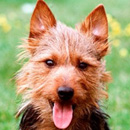 Австралийский терьер