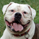 Американский бульдог