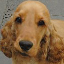 Английский кокер спаниель