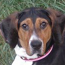 Американский фоксхаунд