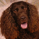 Американский водяной спаниель