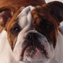 Английский бульдог