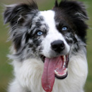 Австралийская овчарка