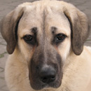 Анатолийский карабаш (овчарка)