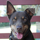 Австралийский келпи