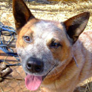 Австралийская пастушья собака (хилер)