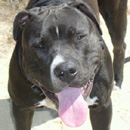 Американский питбультерьер