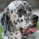 Английский сеттер