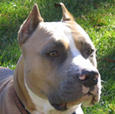 Американский стаффордширский терьер