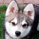 Аляскинcкая лайка