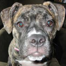 Алапахский чистокровный бульдог