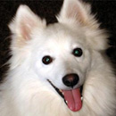 Американский эскимосский шпиц