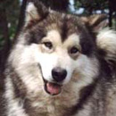 Аляскинский маламут