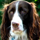 Английский спрингер спаниель