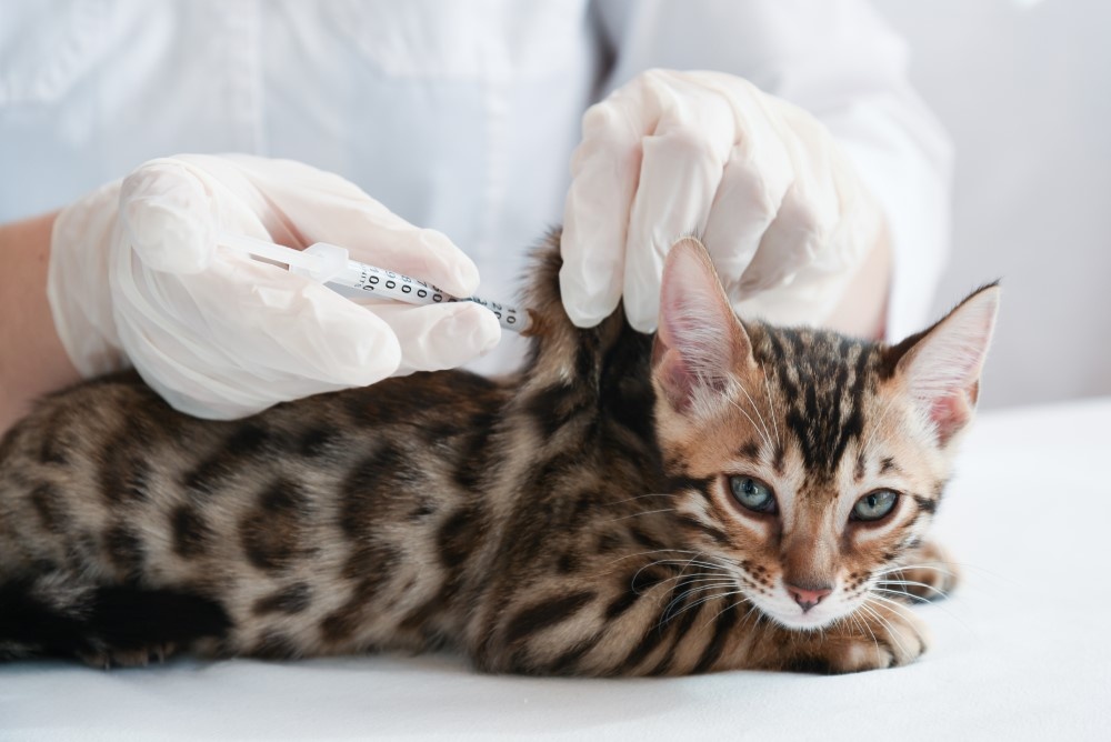 Коту делают укол Коту делают укол