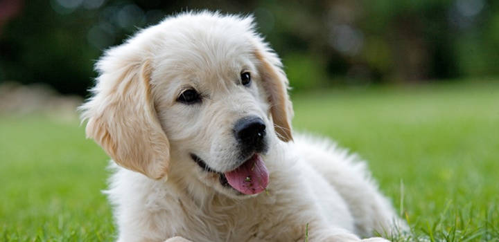 Don't feed the puppy that_main.png Don't feed the puppy that_main.png