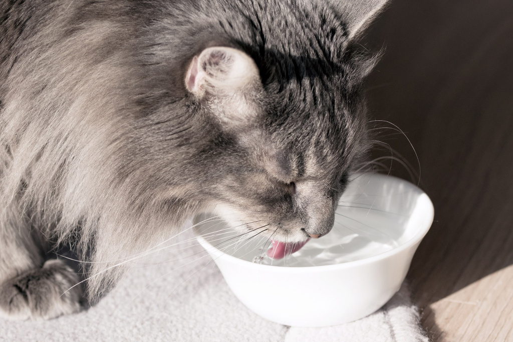 Вода для кошки Вода для кошки
