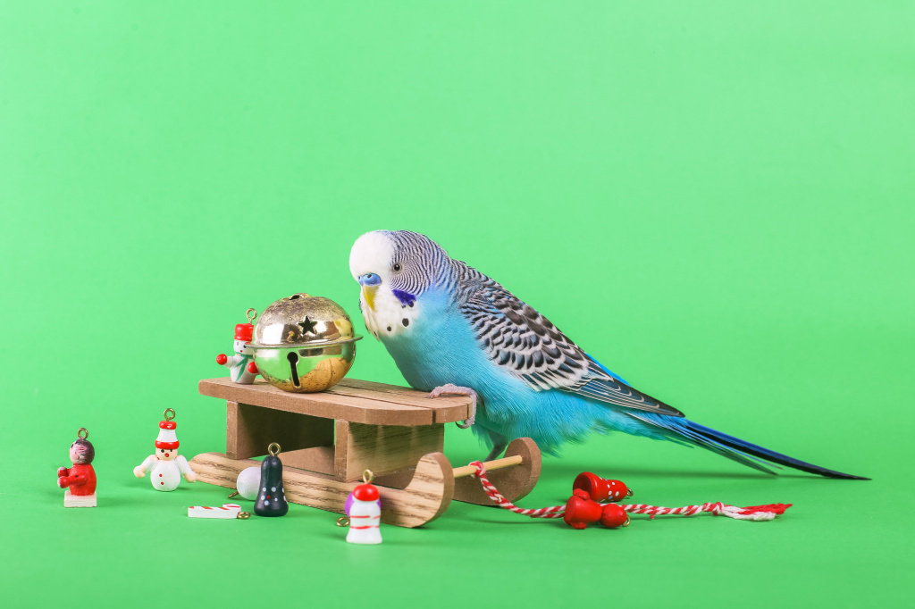 Игрушки для попугая.jpg shutterstock_1229650687.jpg